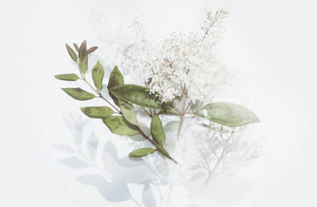 green-leafed-plant-with-white-flowers